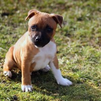 Staffordshire Bull Terrier Fawn breed mini puppy minepuppy