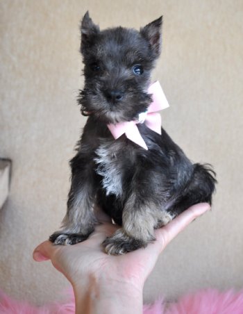 Standard Schnauzer breed mini puppy minepuppy