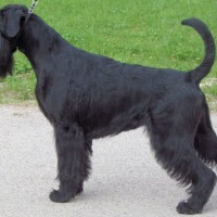 Standard Schnauzer breed black dog minepuppy