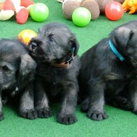 Standard Schnauzer breed mini puppies minepuppy