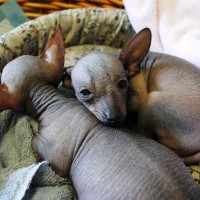 Mexican Hairless Dog breed puppies minepuppy