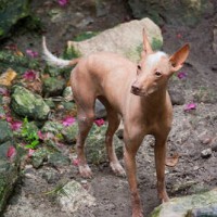 Mexican Hairless Dog breed puppy minepuppy