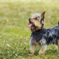 yorkshire terrier breed mini puppy