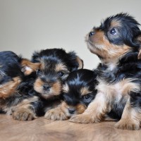 yorkshire terrier puppies breed mini puppy