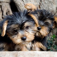yorkshire terrier mini puppy breed