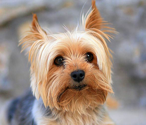 yorkshire terrier dog mini puppy